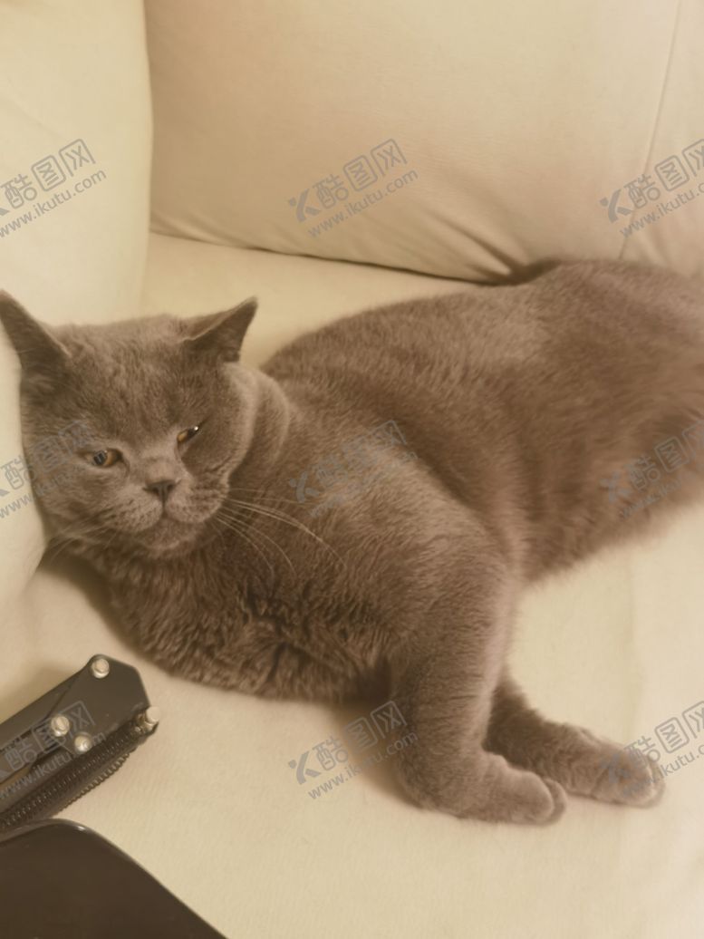 编号：22510601121537499881【酷图网】源文件下载-猫