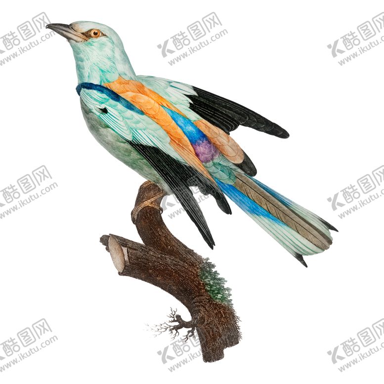 编号：91526809240249433312【酷图网】源文件下载-手绘鸟类插图