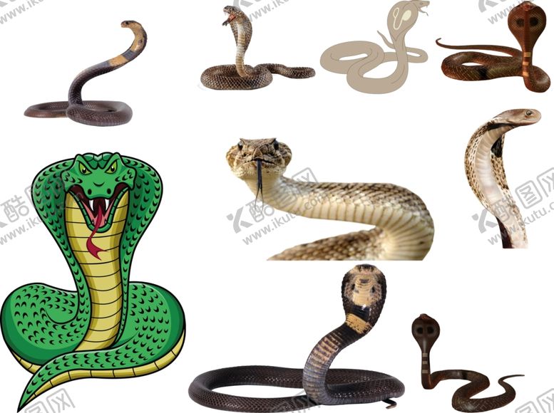 编号：65948909211825139926【酷图网】源文件下载-眼镜蛇png免扣高清素材