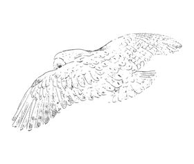 飞禽水鸭子绘画