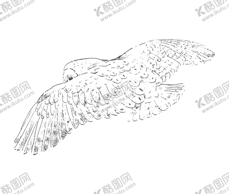 编号：27312110071130355175【酷图网】源文件下载-鸟类鸭子素材绘画