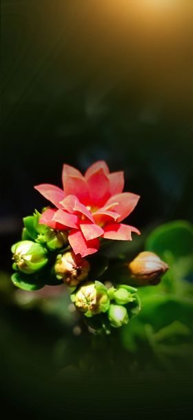 立春花朵开花地产素材分
