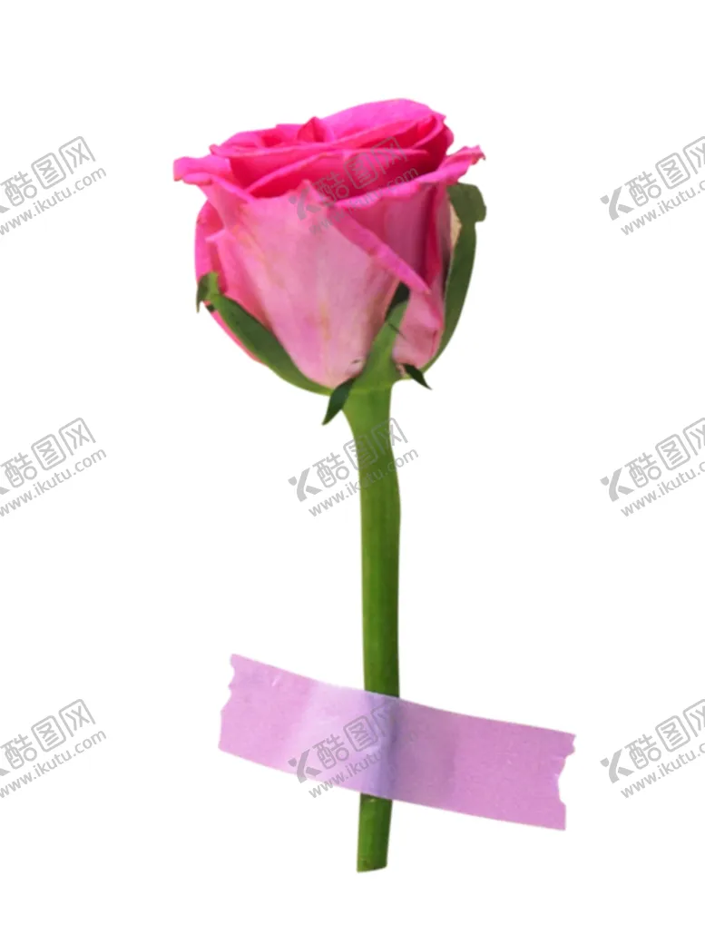 编号：89694306270713328427【酷图网】源文件下载-红玫瑰