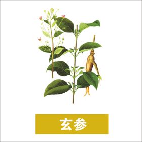 草本植物药材图片