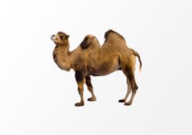 骆驼动物设计元素