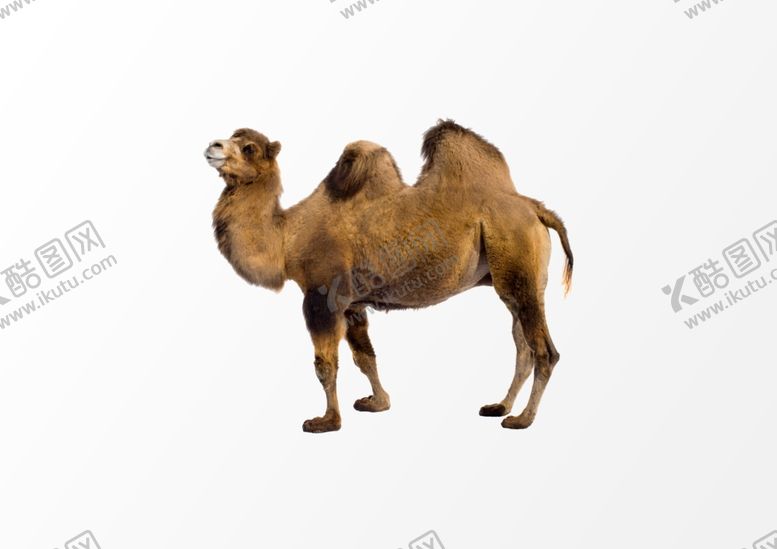 编号：62870710302249164941【酷图网】源文件下载-骆驼动物设计元素