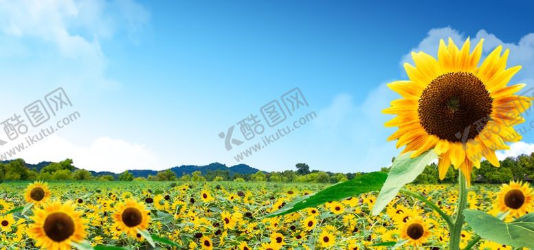 编号：26959109130216469515【酷图网】源文件下载-向日葵