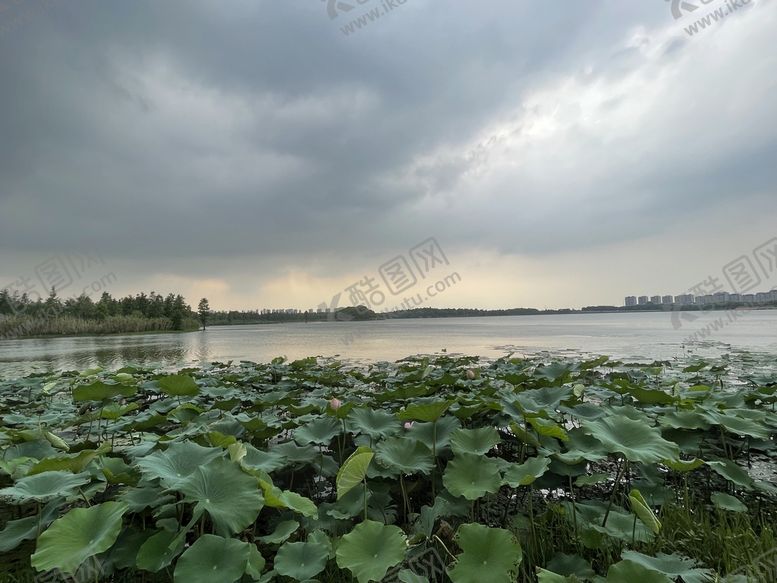 编号：30276110211219432084【酷图网】源文件下载-荷花 