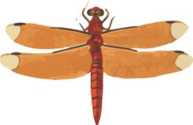 蜻蜓昆虫图片插画