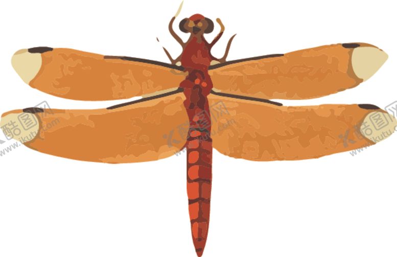 编号：38687410281750077293【酷图网】源文件下载-蜻蜓昆虫插画