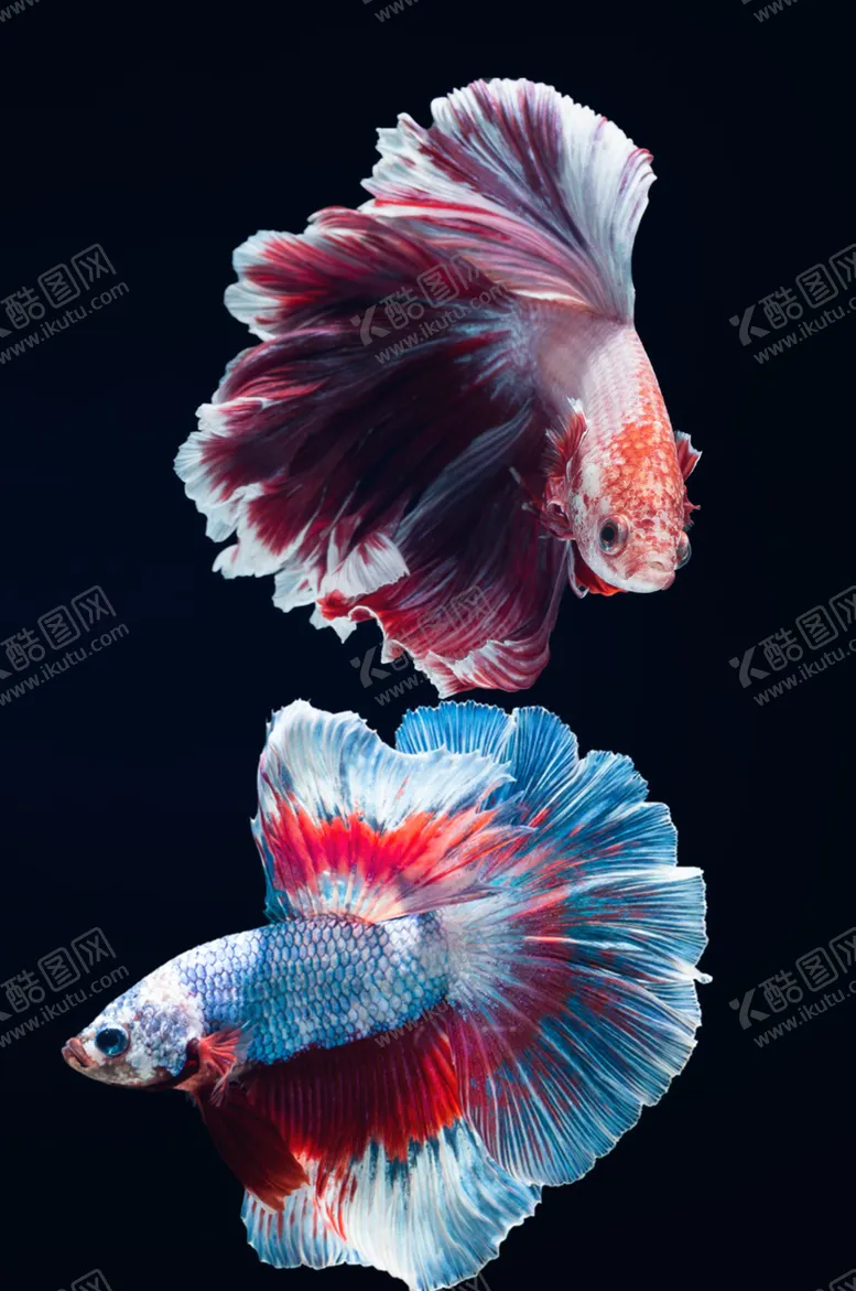 编号：42648907020623525621【酷图网】源文件下载-背景墙装饰画
