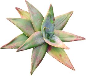 植物免扣素材