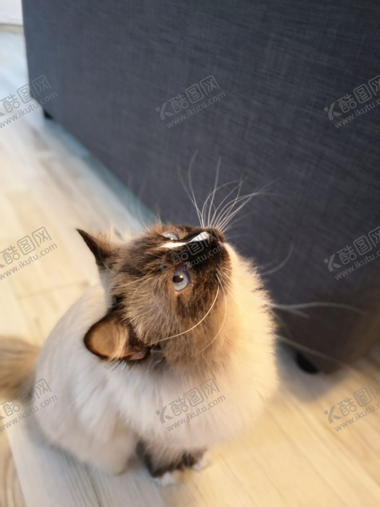 编号：80563709212245040931【酷图网】源文件下载-布偶猫