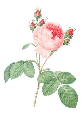 花朵特写
