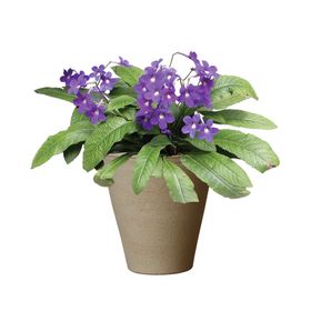 植物边框小清新树叶绿色室内背景墙
