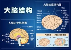 大脑结构