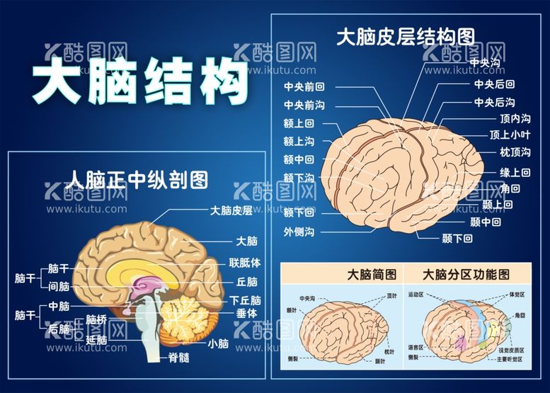 编号：55369512141308272437【酷图网】源文件下载-大脑结构