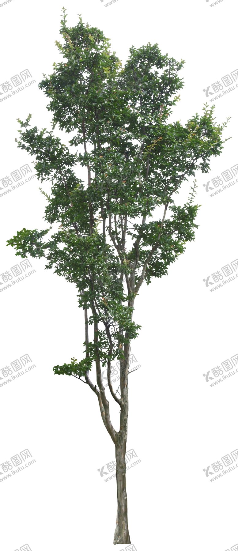 编号：90034107121102161858【酷图网】源文件下载-免扣植物树木素材图片