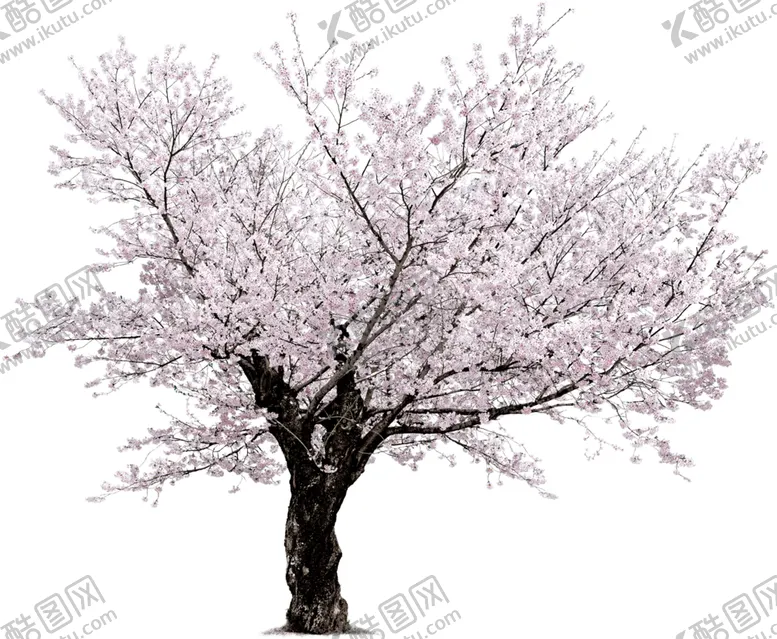 编号：42790104220807452624【酷图网】源文件下载-樱花装饰素材