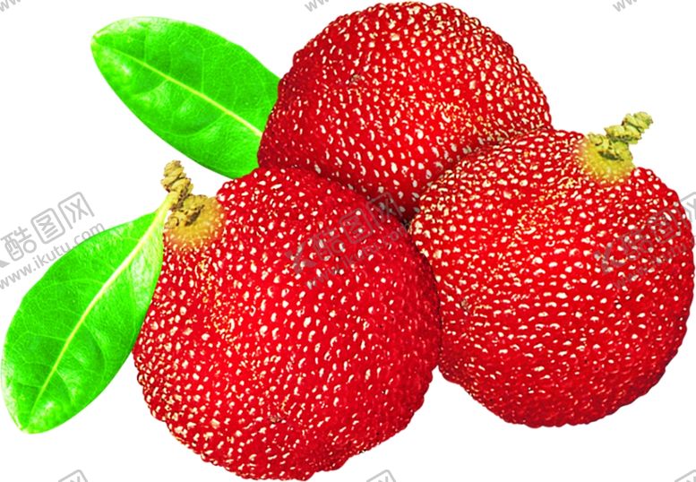 编号：64228410031909204159【酷图网】源文件下载-杨梅