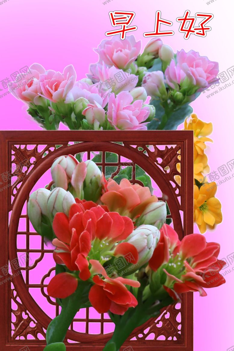 编号：37195810310004465195【酷图网】源文件下载-长寿花