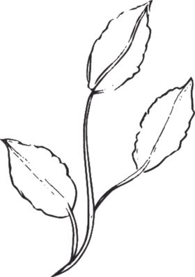 花卉元素