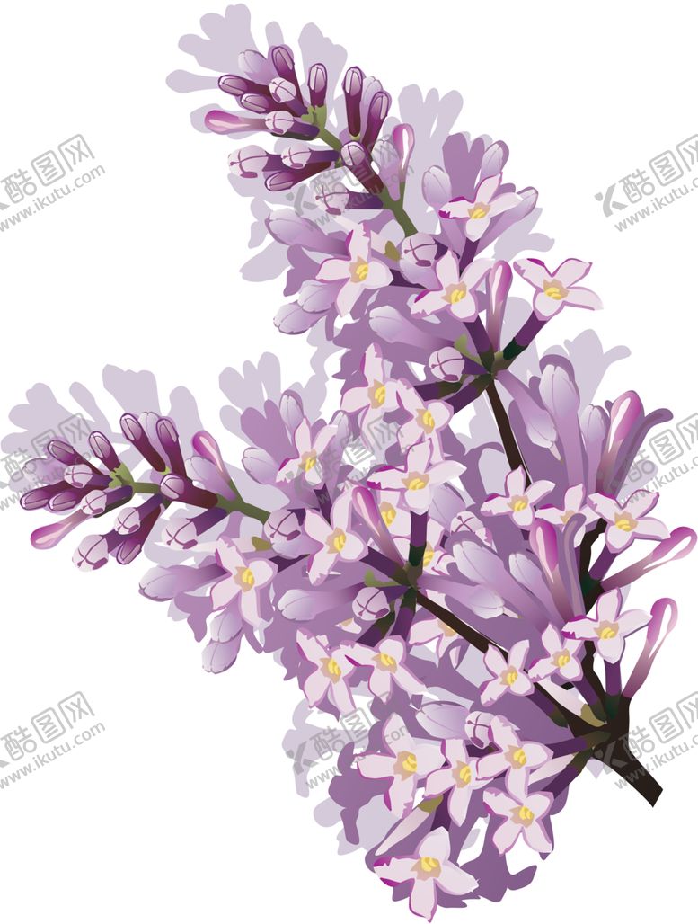编号：65387806301724068334【酷图网】源文件下载-丁香花