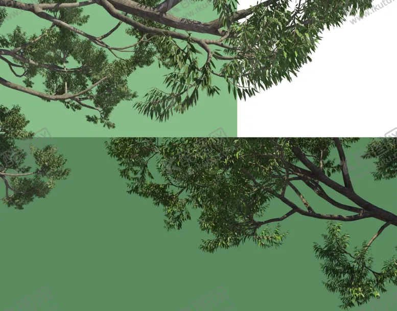 编号：50505912020313591174【酷图网】源文件下载-园林景观树超清免抠
