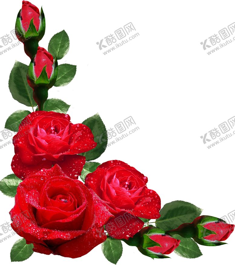 编号：76792909131356097571【酷图网】源文件下载-玫瑰花