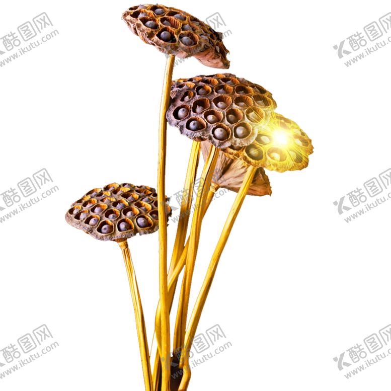编号：34318504221443409267【酷图网】源文件下载-莲子