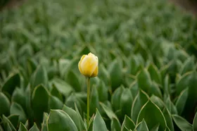 郁金香花卉摄影绽放