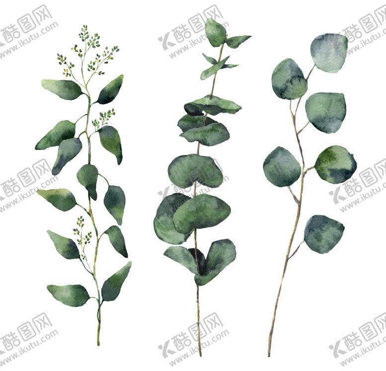 编号：77469610012108531901【酷图网】源文件下载-热带植物尤加利