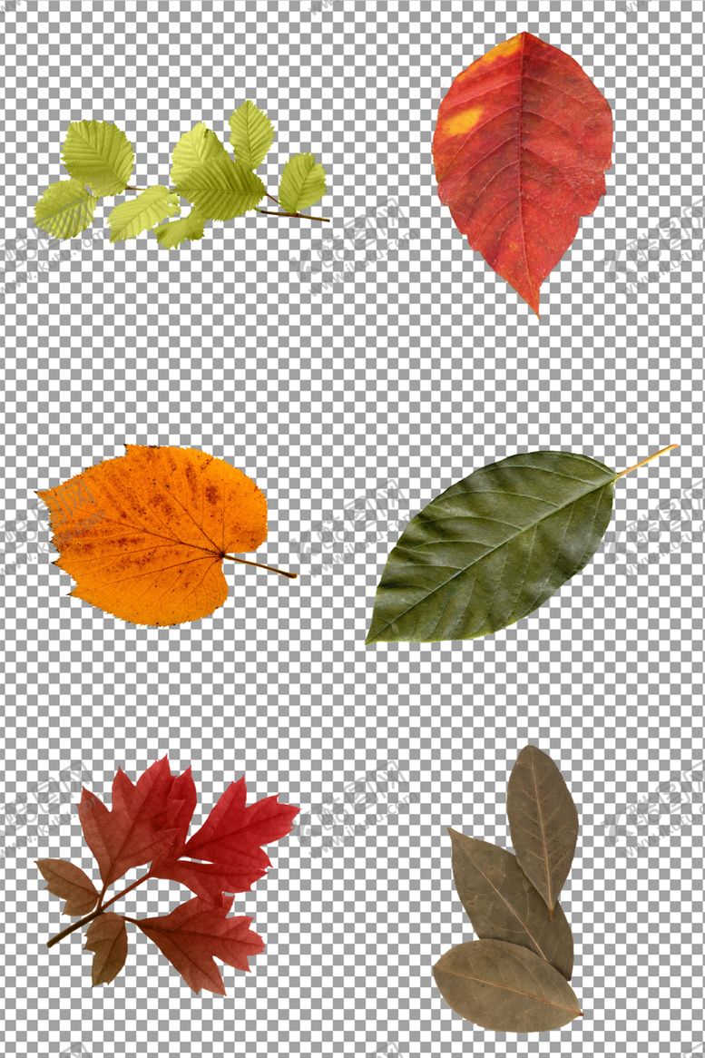 编号：74380310312143002240【酷图网】源文件下载-秋天的落叶