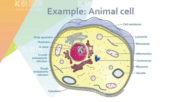 编号：74831012151626057829【酷图网】源文件下载-细胞生物学和组织学