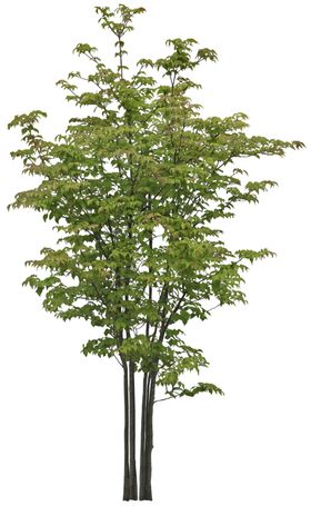 园林植物