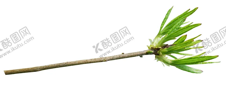 编号：33280906271436513918【酷图网】源文件下载-花边