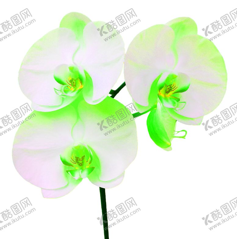 编号：30860107140535581835【酷图网】源文件下载-花素材