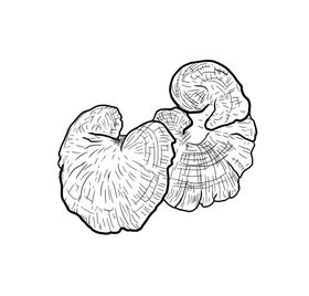 灵芝