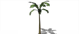 棕榈科植物
