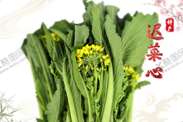 编号：26305304080121185829【酷图网】源文件下载-增城迟菜心
