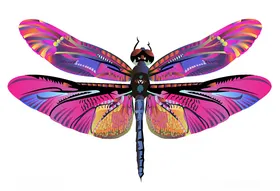 蜻蜓