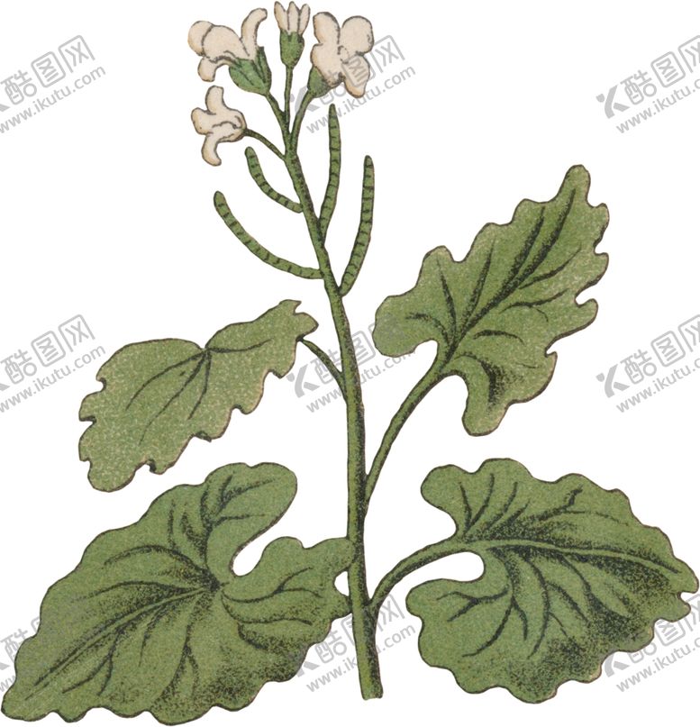 编号：28844509122045486851【酷图网】源文件下载-工笔插画