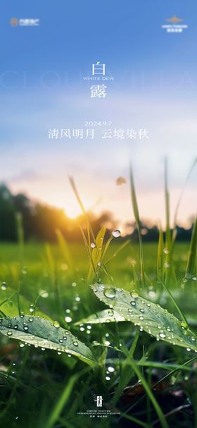 白露海报