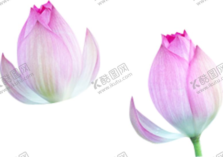编号：75112004161453434322【酷图网】源文件下载-荷花元素
