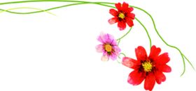 花边底纹