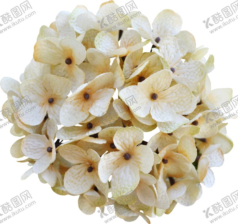 编号：62193410311234067416【酷图网】源文件下载-绣球花朵