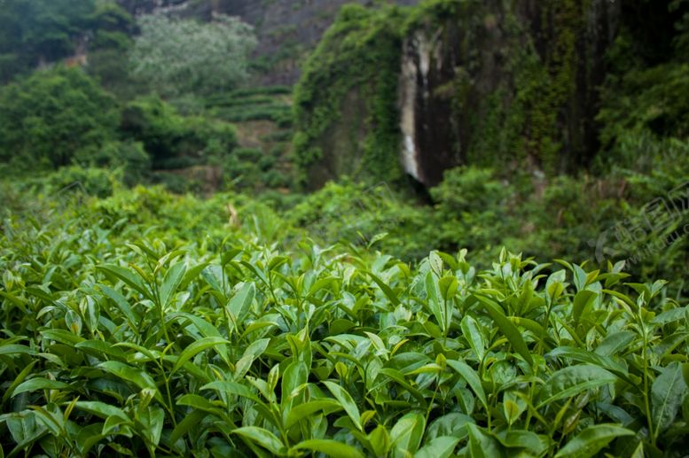 编号：79799906180541494883【酷图网】源文件下载-武夷山茶山茶叶