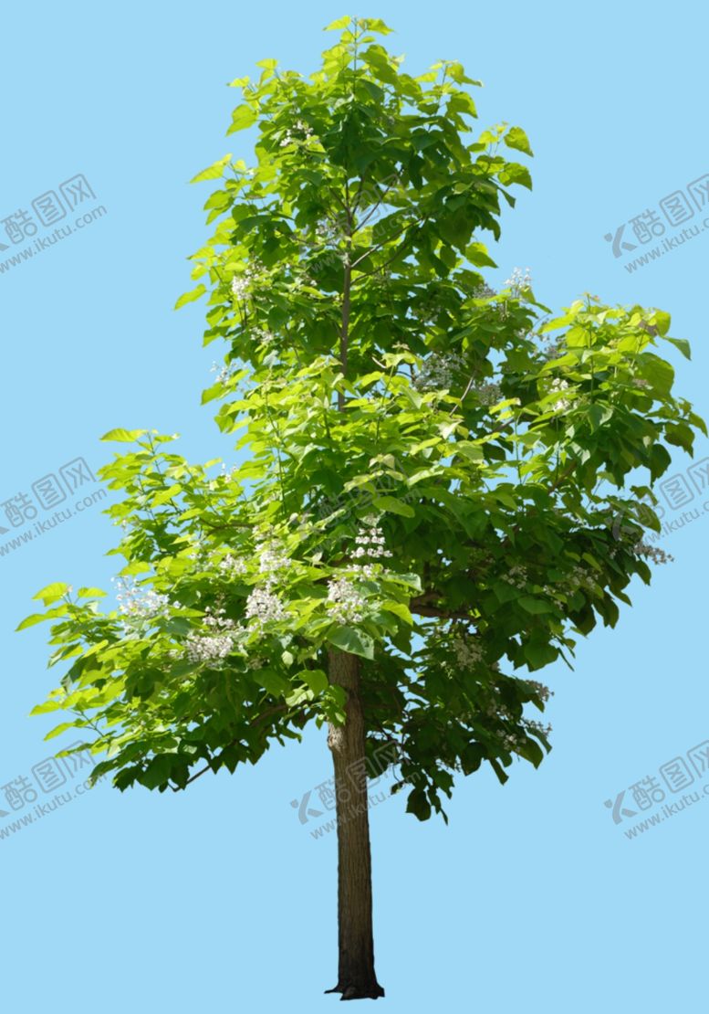 编号：32481810241639128821【酷图网】源文件下载-绿色大树