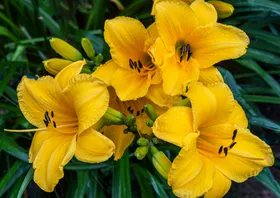 百合花摄影植物草自然景观