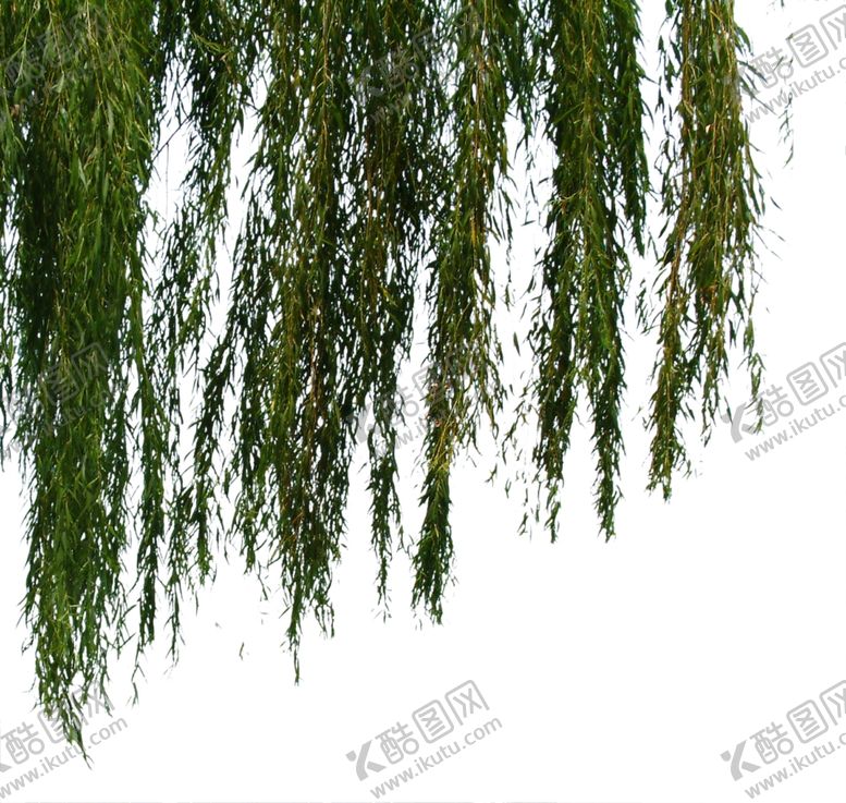 编号：20406910292207285835【酷图网】源文件下载-垂柳